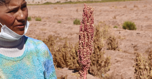 woman with quinoa plant